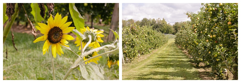 Fuji Apples Are Ready! Tomatoes Still Available but Winding Down. — Beilke  Family Farm